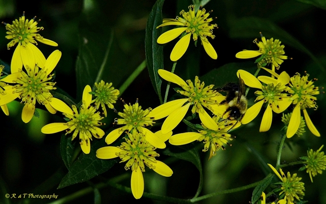 {Verbesina alternifolia}